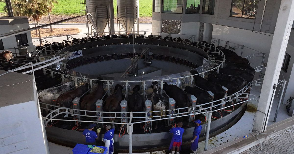 Ordenha CARROSSEL GMZ da fazenda VALE DO Castanhao