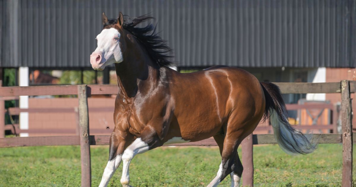 Prime Horse - Garanhao Quarto de Milha - Peppy Gotta Whiz