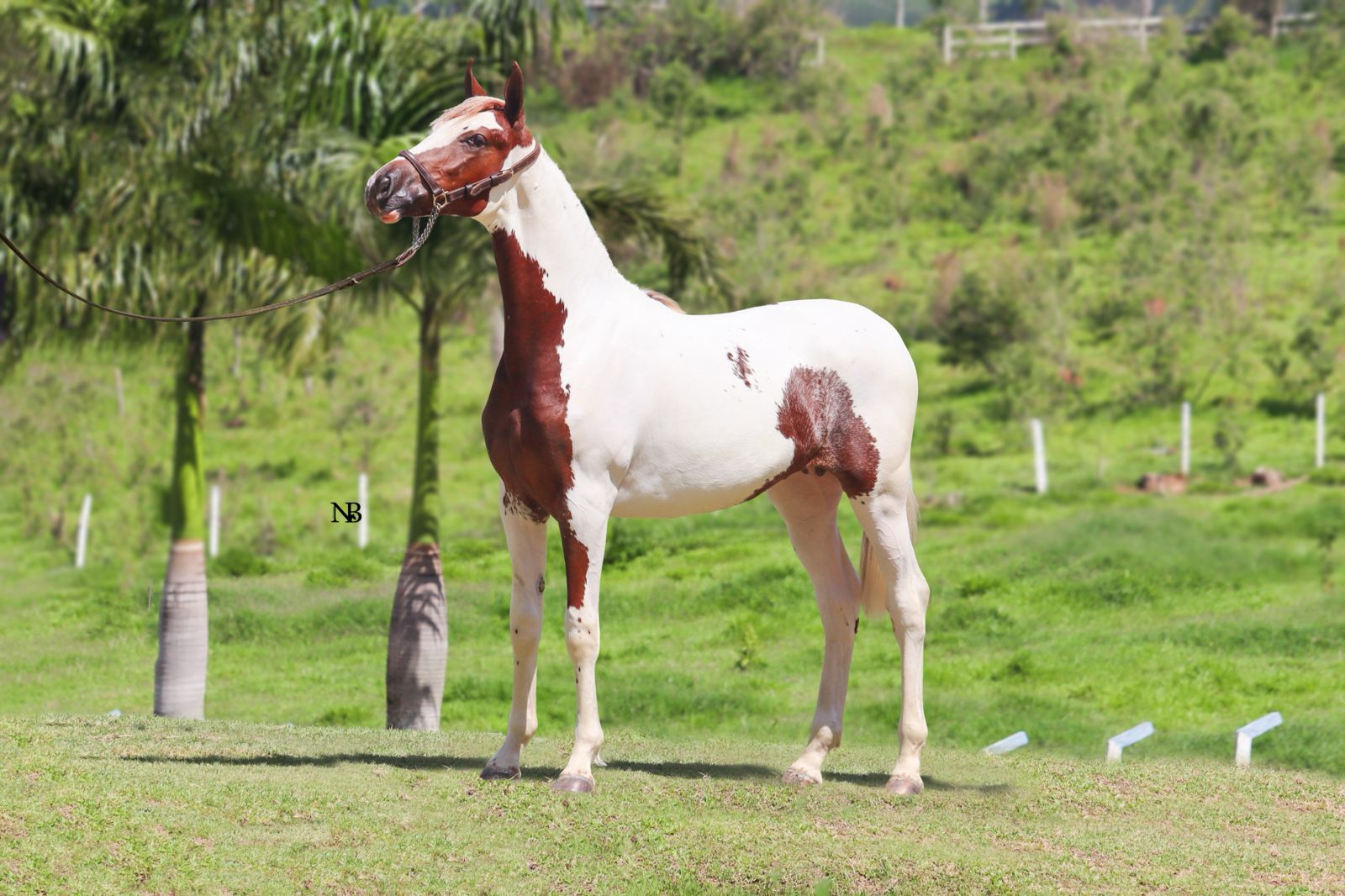 Soberano RPN - garanhão do time de pista do Rancho Alegria - será apresentado pela primeira vez na Copa do Mundo de Pelagens