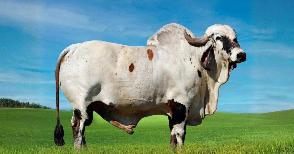 Touro Gir Leiteiro Soberano FIV de Brasilia - gir