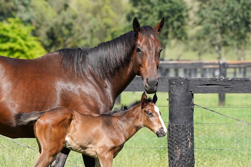 One of Racing’s Greatest Mares Welcomes New Filly as Her Legacy Enters a New Generation