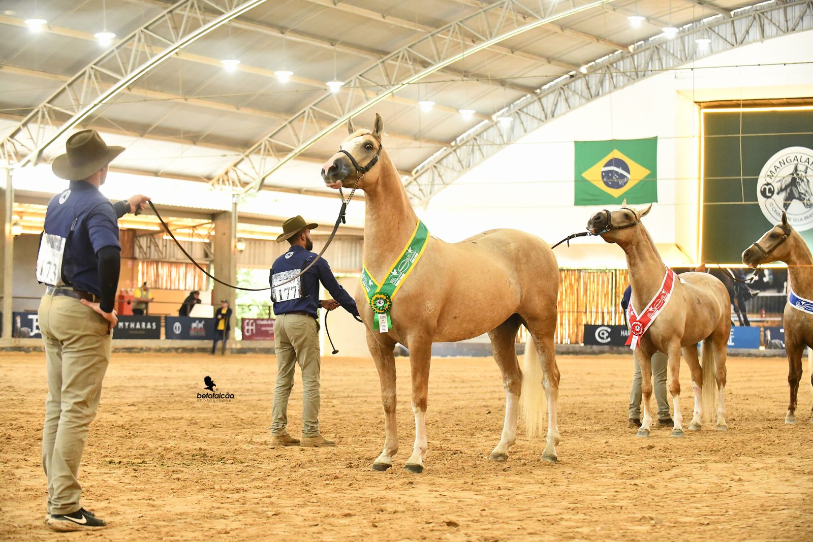 Xavante VJC - Grande Campeão Nacional na 48 exposição nacional