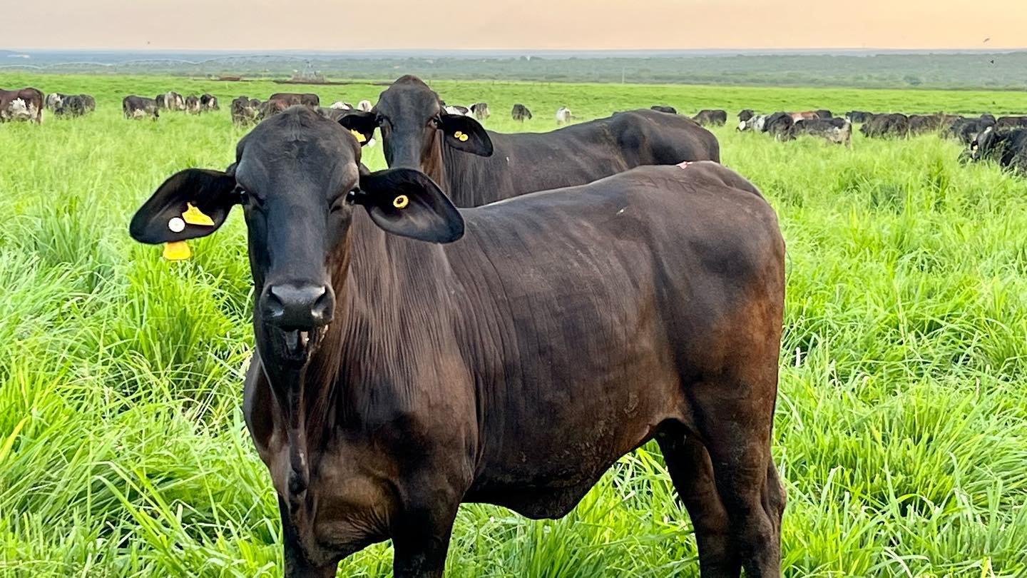 fazenda vale do castanhao - Ceara - Girolando