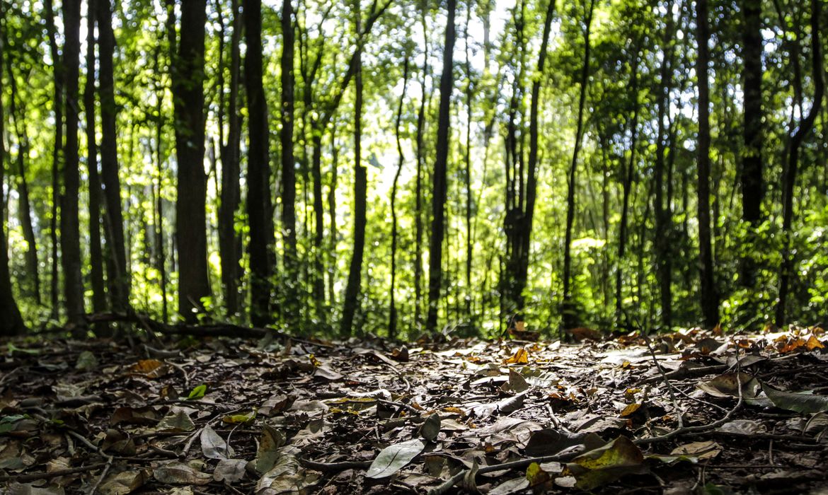 Produção florestal no país alcança recorde de R$ 47,9 bilhões em 2025