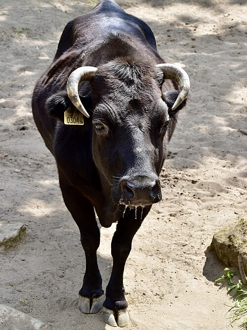 Parece um bezerro, mas é adulto: conheça o pequeno gado Dahomey