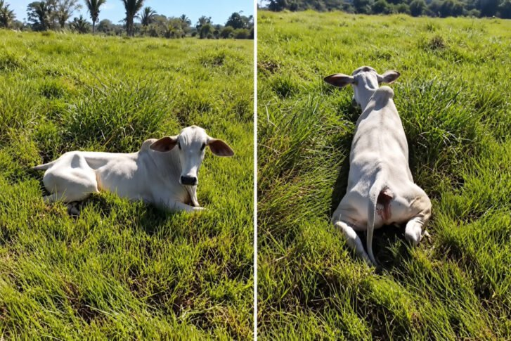 Foco de raiva acende alerta em Rondônia após 14 animais testarem positivo