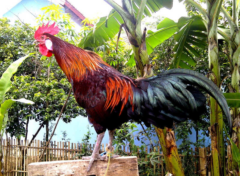 Conheça a Ayam Ketawa, a galinha cujo canto parece uma gargalhada humana