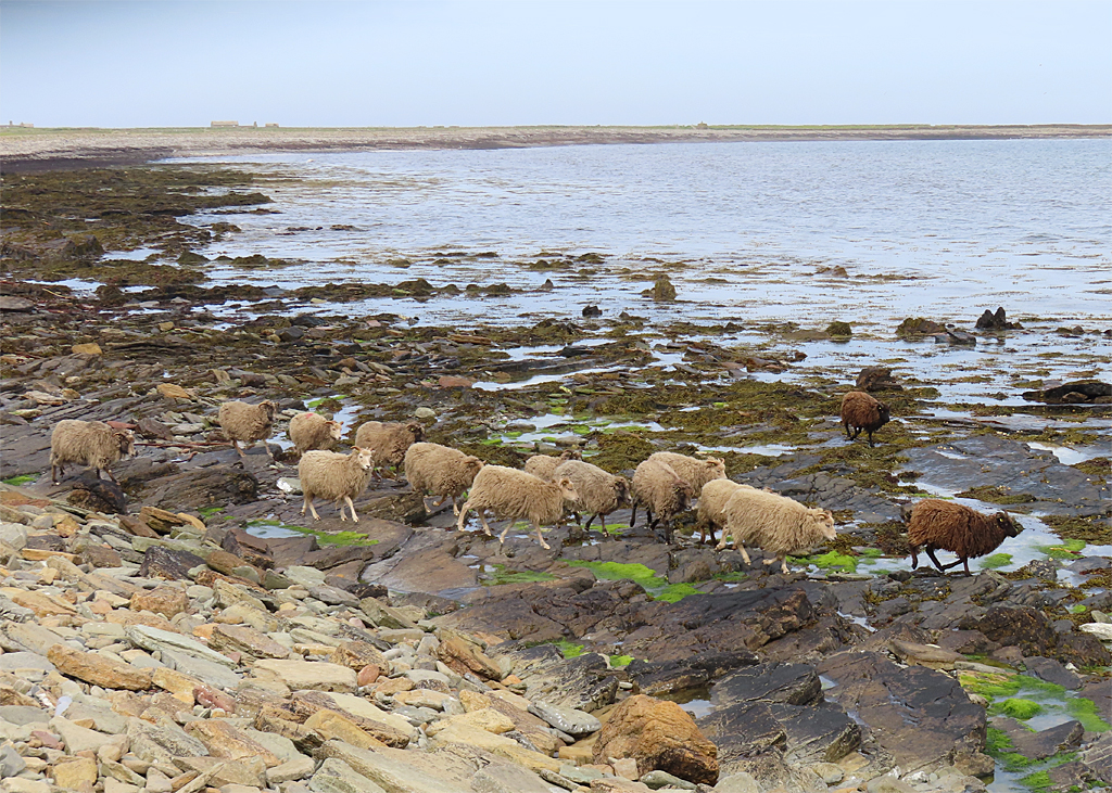 Conheça a ovelha North Ronaldsay, que vive à beira-mar e aprendeu a sobreviver comendo algas