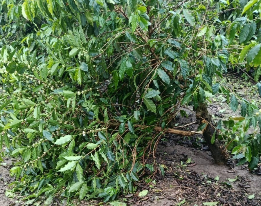 Temporal com granizo atinge Sul de Minas e alerta para impactos no agronegócio
