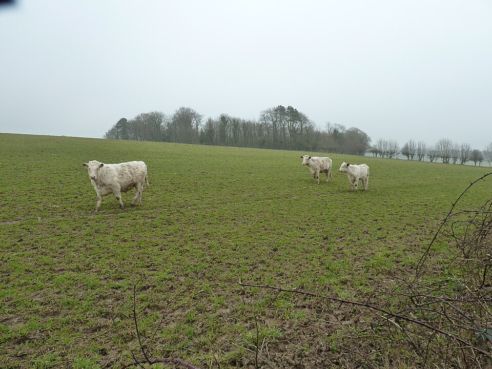 Whitebred Shorthorn: conheça o gado branco raro que virou peça-chave em cruzamentos britânicos