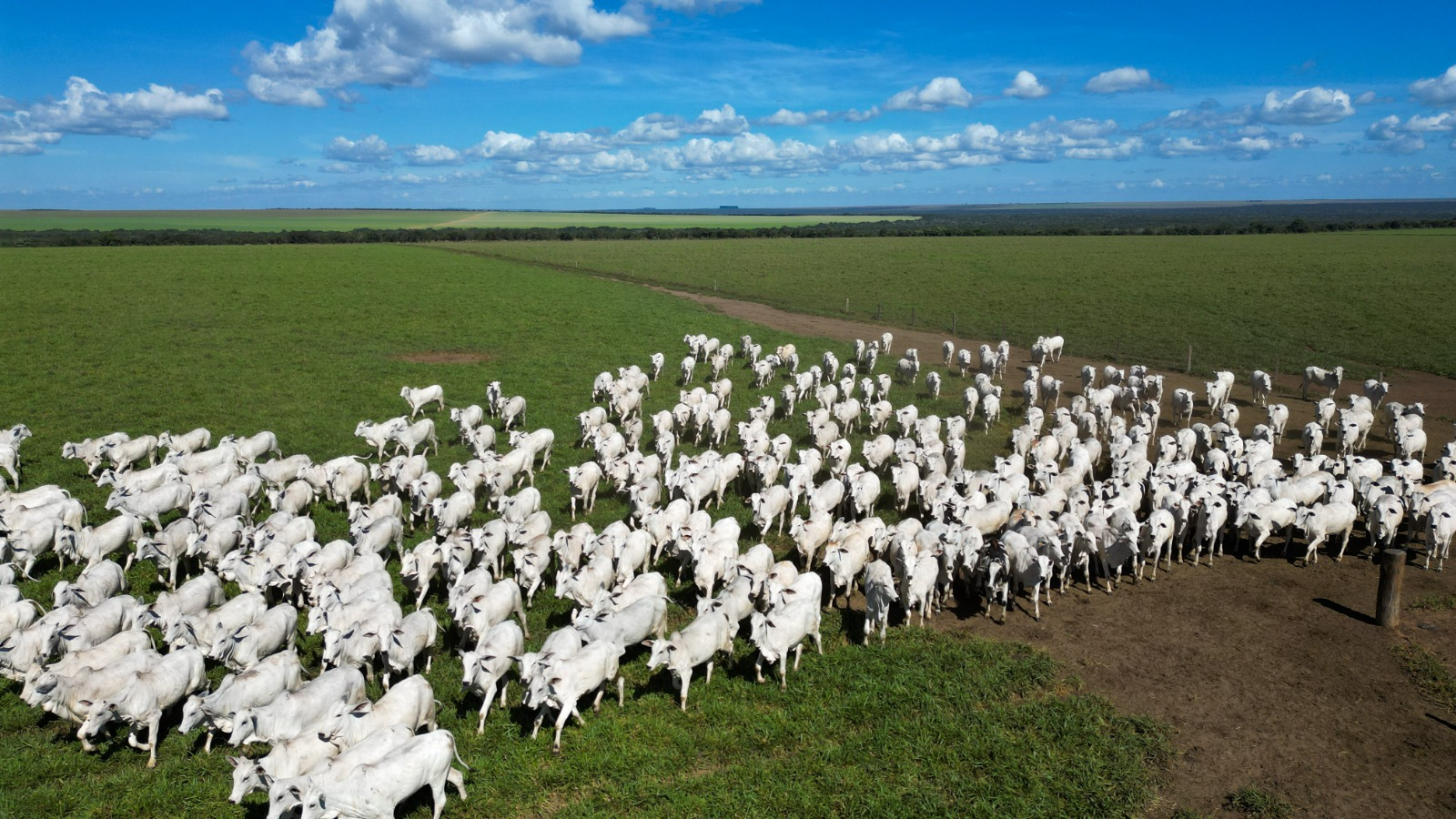 Pecuária de Mato Grosso lidera exportações brasileiras com 25,6% da carne bovina vendida ao exterior