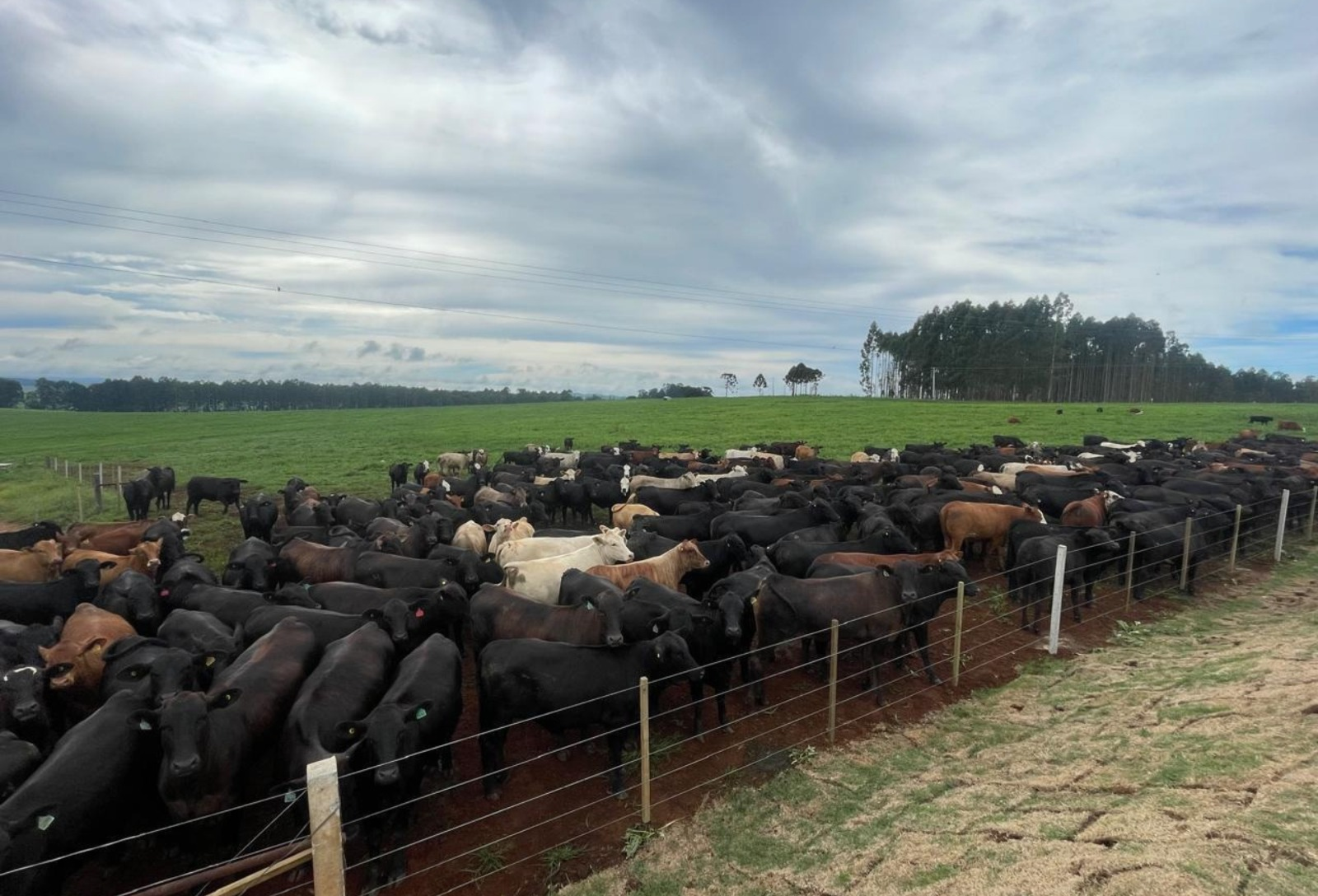 Especialista orienta reforço de reservas de alimento e ajustar manejo diante de extremos climáticos