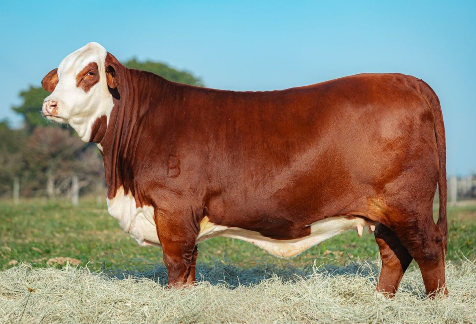Hereford e Braford concentram 75,6% do valor de comercialização de bovinos na Expointer