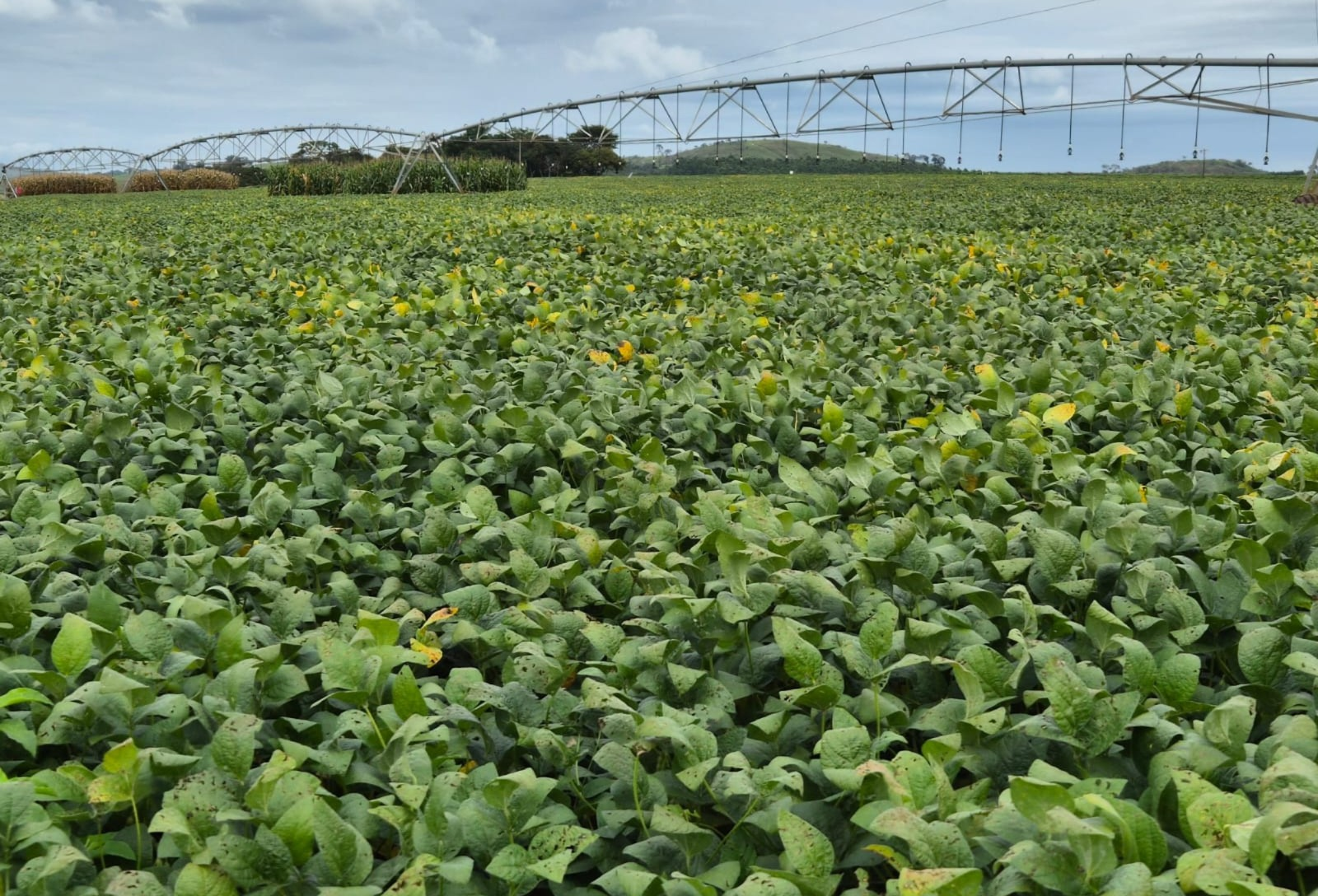Produtividade da soja deve recuar na safra 2026/2027 sob risco climático