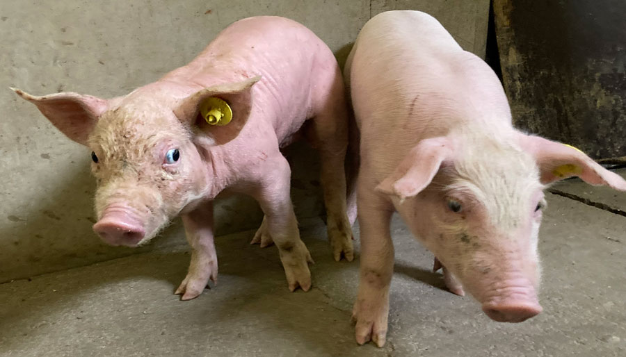 Nova síndrome deixa leitões com olhos saltados e coloca veterinários em alerta na Europa