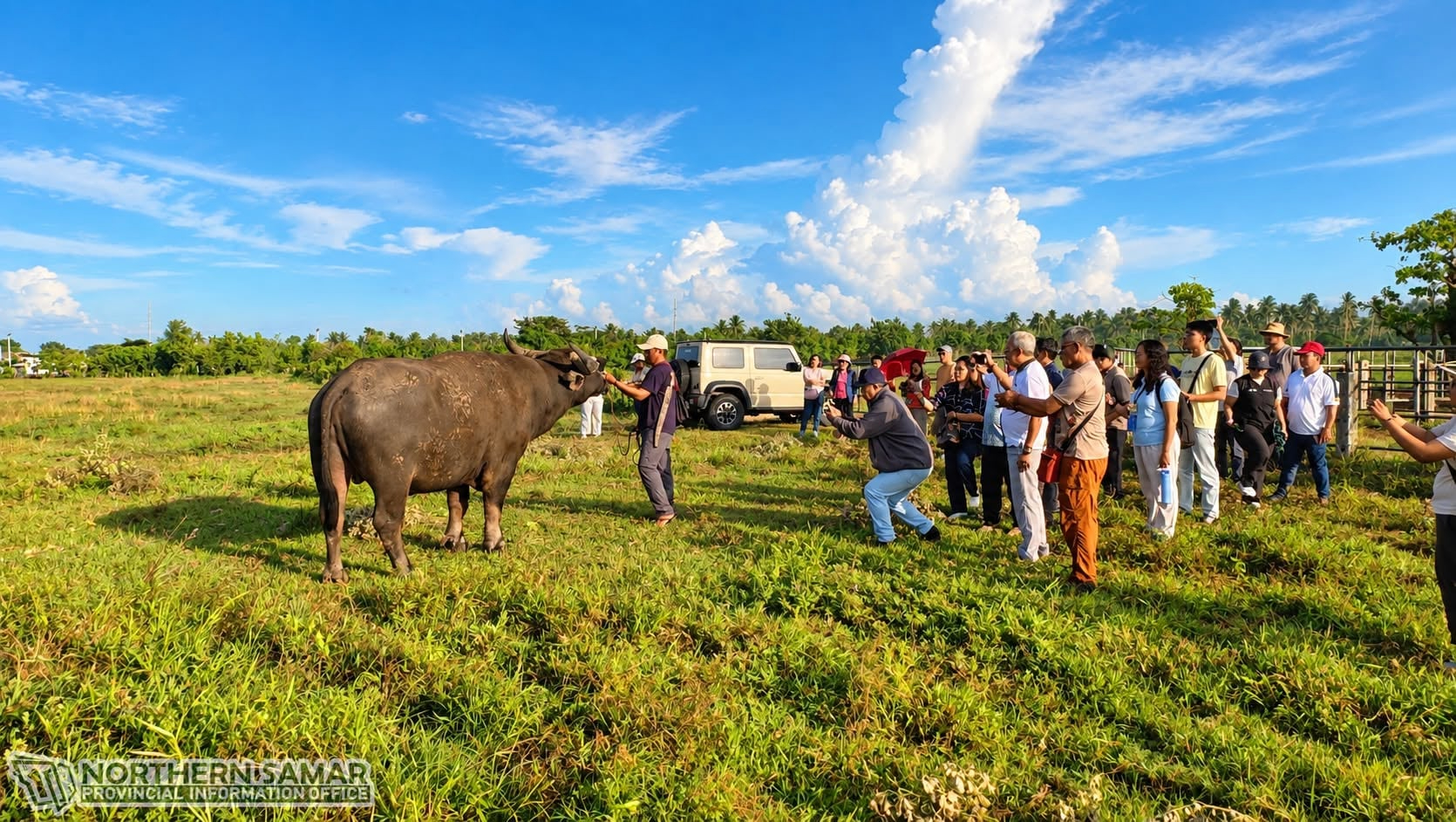 Búfalos de tamanho fora do comum viram alvo de estudo para produção de carne e leite