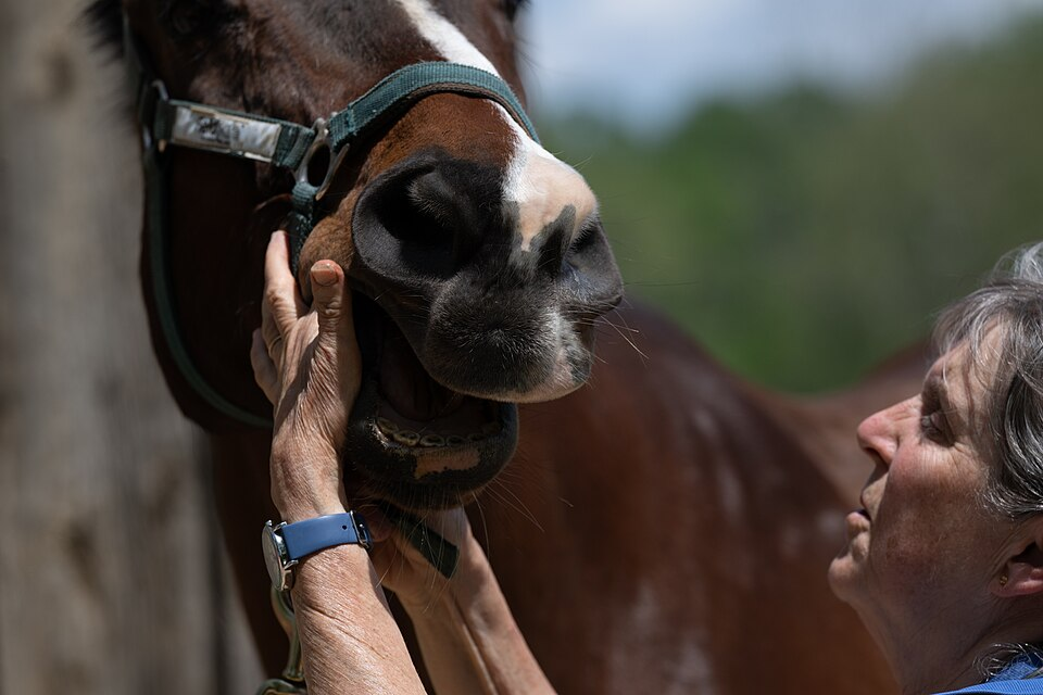 Câncer escondido em cavalos pode deixar sinal no sangue, mostra pesquisa