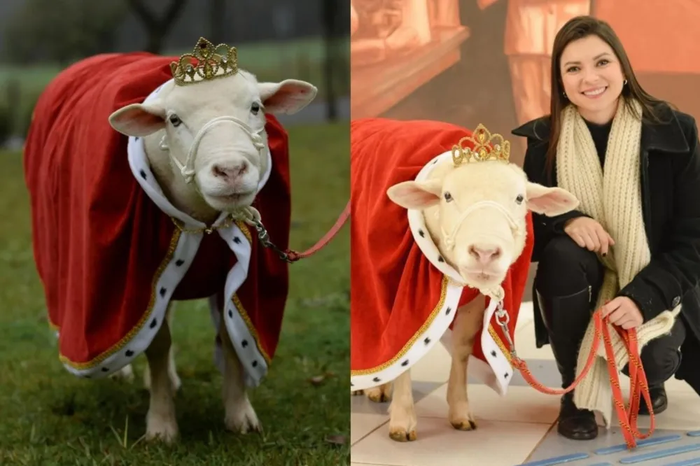 Morre Chanel, a ovelha gaúcha que virou estrela das redes sociais