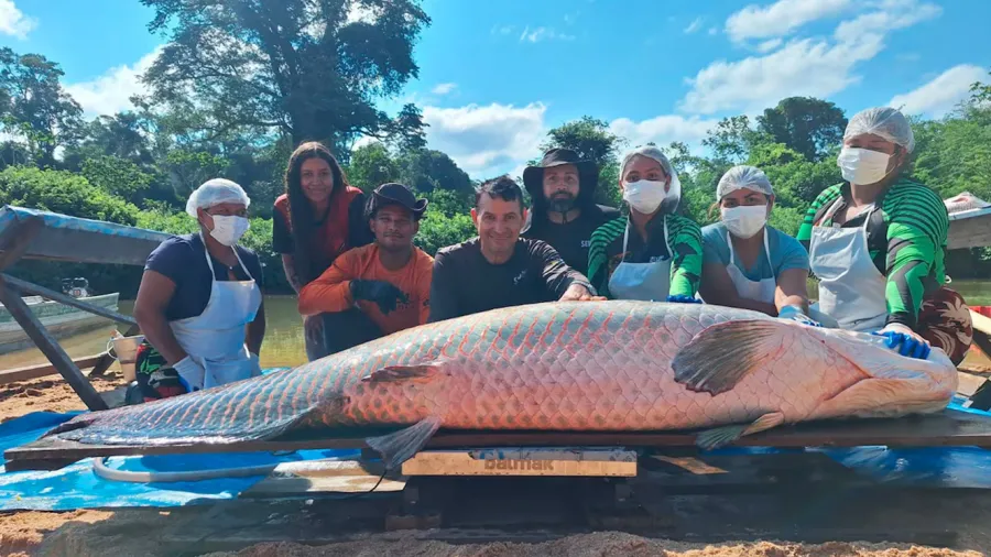 Gigante de 137,9 kg: pirarucu de 2,46 metros bate recorde em reserva brasileira