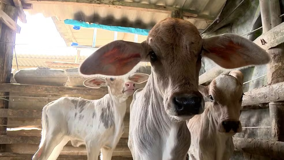 Produtor esperava um “bezerrão”, mas vaca dá à luz trigêmeos no ES