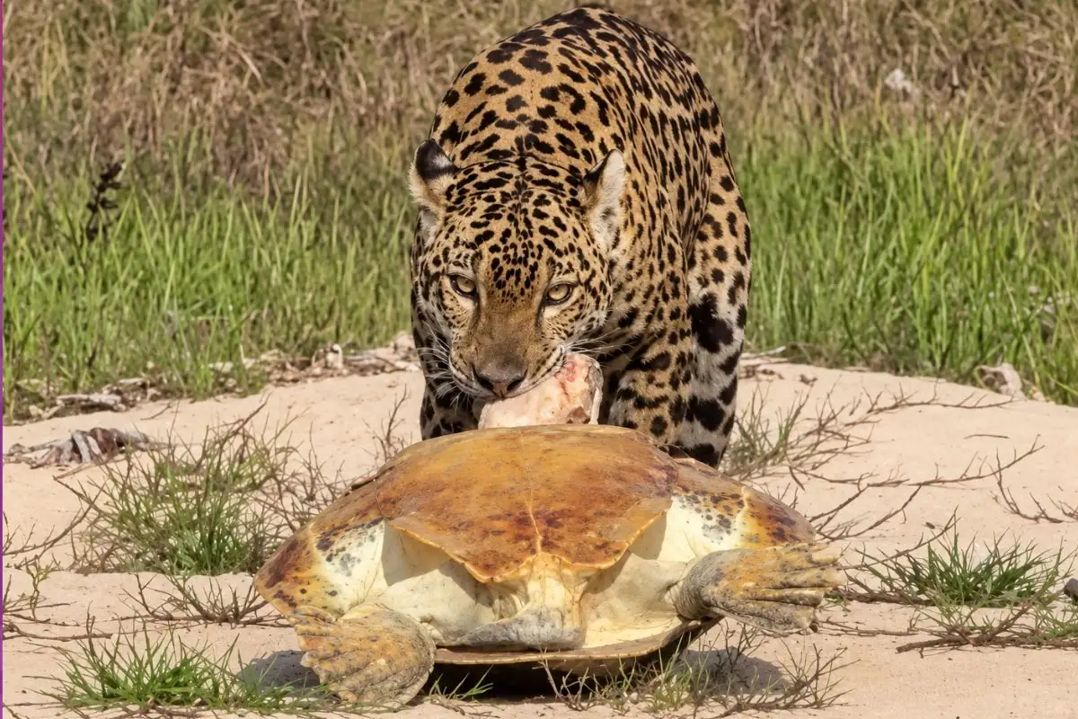 Vídeo raro mostra onça-pintada arrastando tartaruga gigante às margens de rio brasileiro