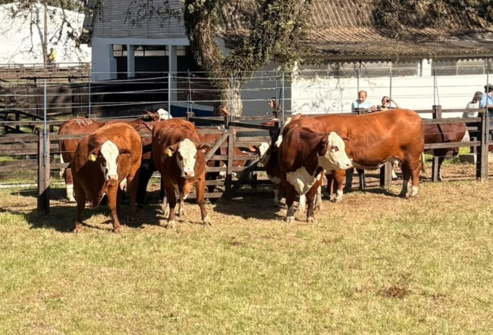 Expofeira de Bagé define campeões e abre temporada de primavera da ABHB