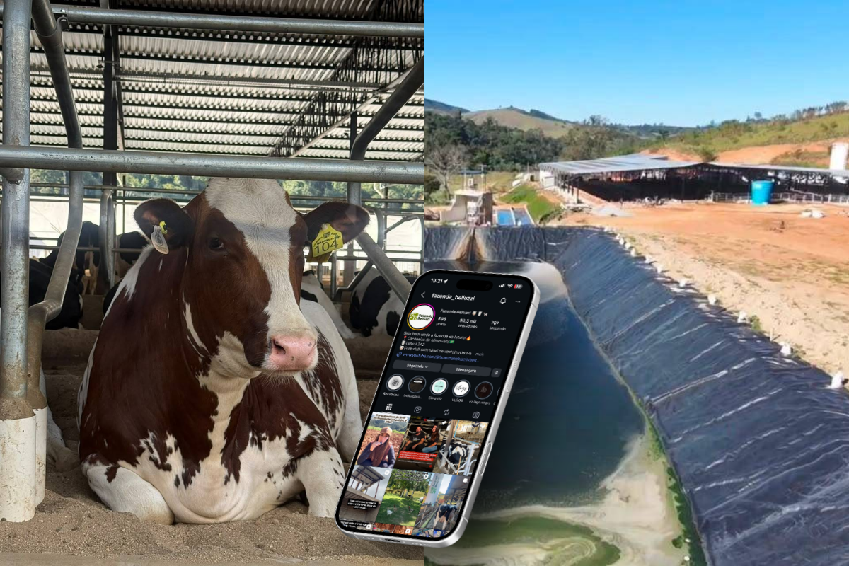 Fazenda mineira usa inteligência artificial para escolher os melhores cruzamentos do rebanho
