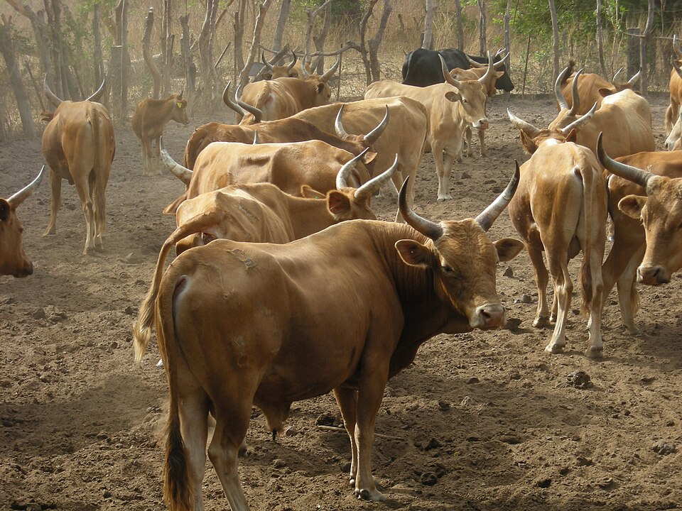 Conheça o gado africano capaz de produzir onde a mosca tsé-tsé impede a criação de outras raças