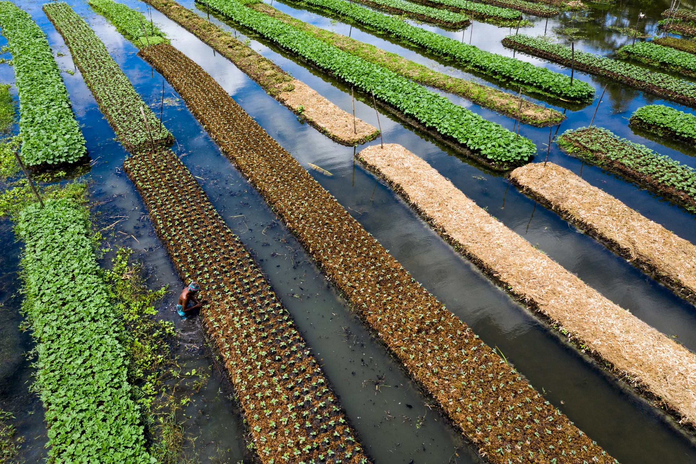 Agricultores constroem lavouras que flutuam para continuar produzindo durante as enchentes