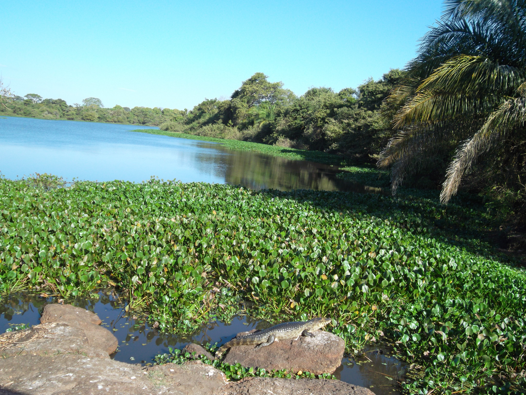 Conheça a fazenda no Pantanal onde Leonardo DiCaprio se hospedou por diária de até R$ 105 mil