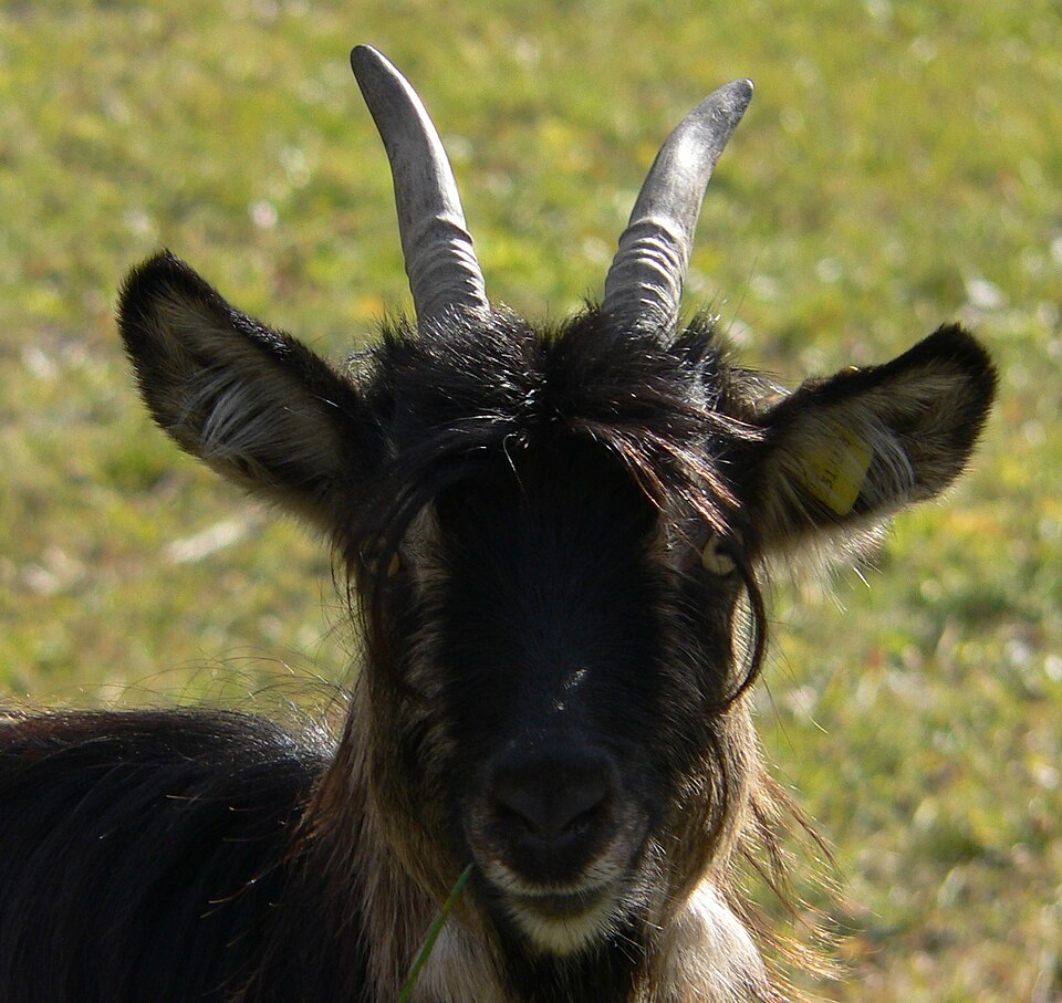 Metade preta, metade branca: conheça a cabra Valais Blackneck que parece dois animais em um