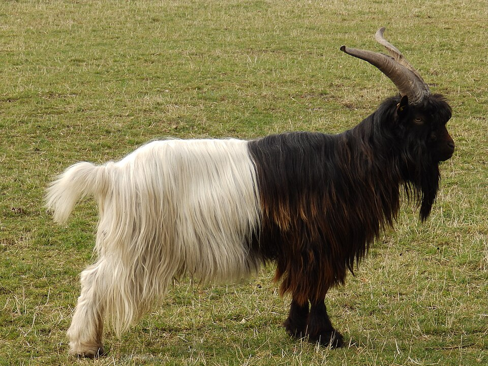 Metade preta, metade branca: conheça a cabra Valais Blackneck que parece dois animais em um