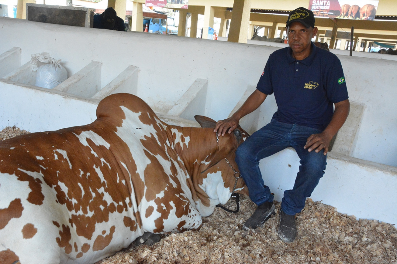 Eles são Nelore, mas fogem do branco tradicional: gado colorido vira atração em feira