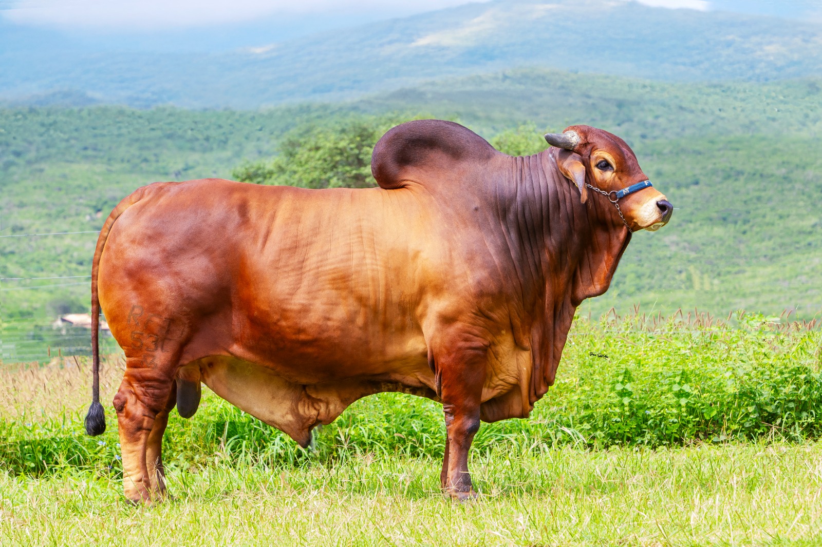 Agro FTI reúne pecuaristas em Dia de Campo e promove shopping e leilões virtuais de genética