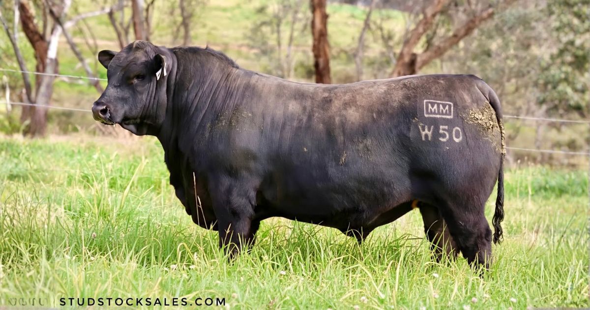 Angus bull Millah Murrah Wyatt W50