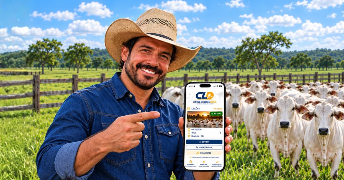Quer comprar gado sem sair da fazenda? Aplicativo reúne lances, cotações e notícias