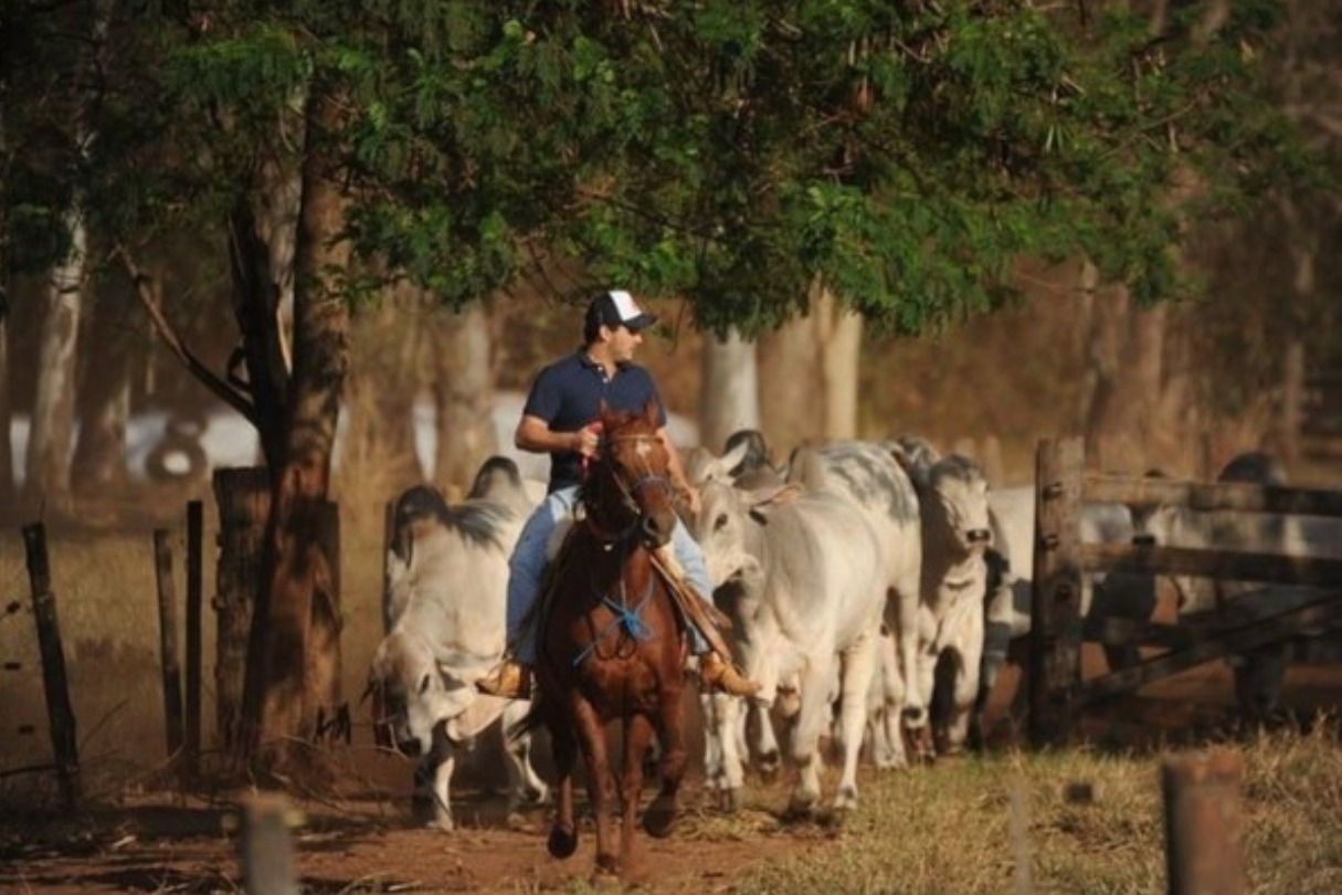 Família de médico que ajudou a formar o Tabapuã produz 150 touros por ano em SP