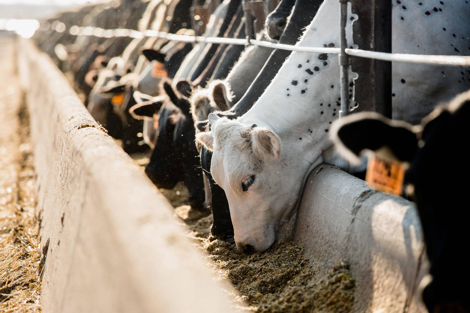 Extratos vegetais aliviam calor em bovinos, mas não garantem mais peso