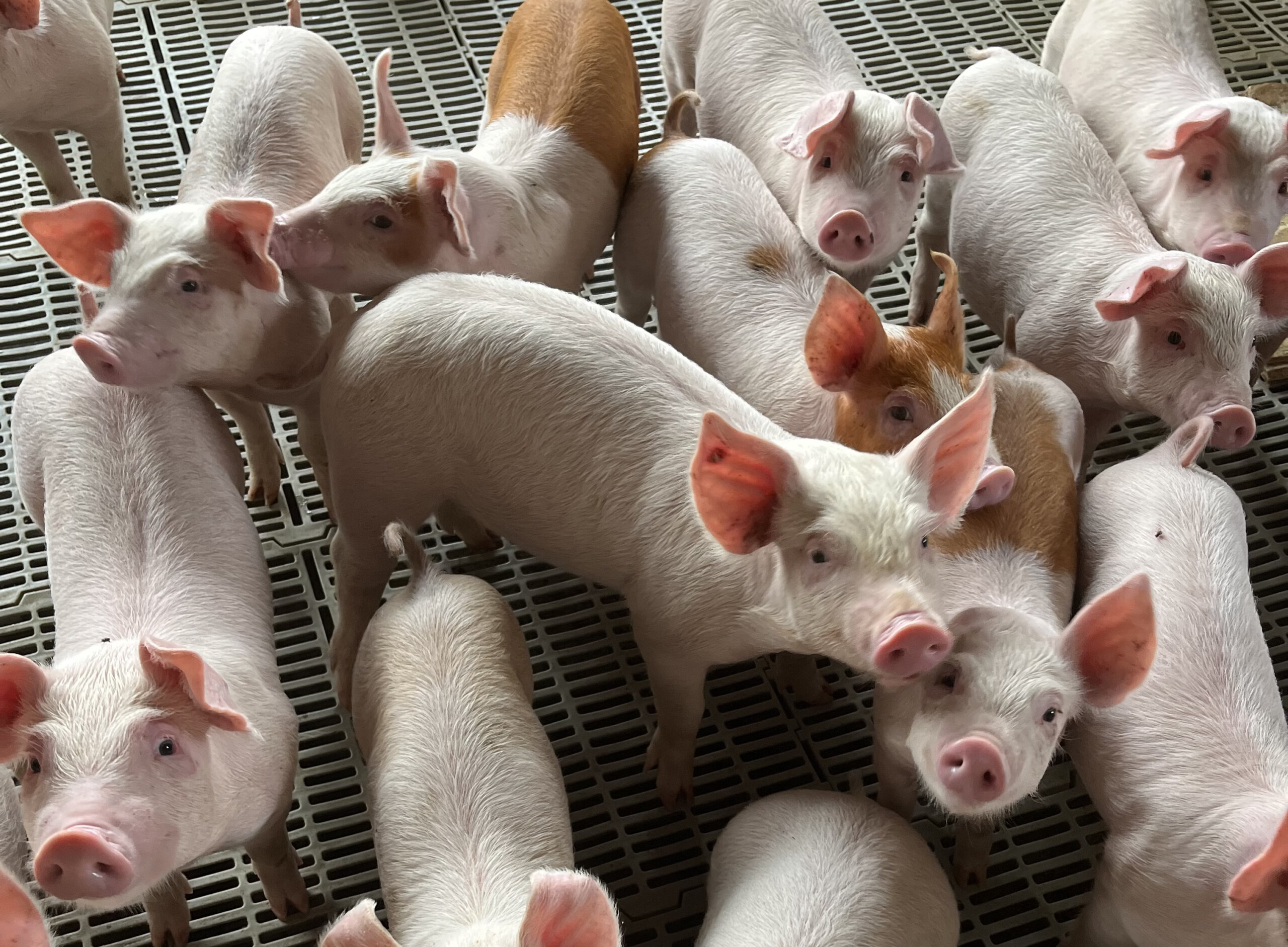 COBEA lança manifesto que relaciona bem-estar animal à prevenção de doenças e ao uso racional de antimicrobianos