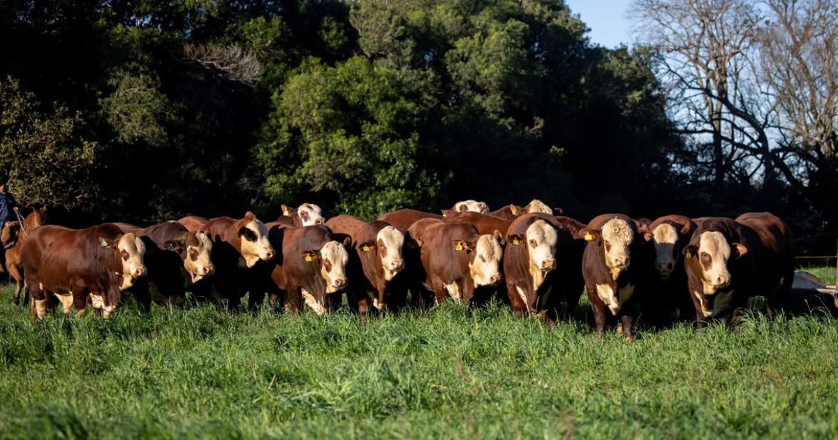 Braford da Fazenda Esperanca - touros prontos para a monta natural