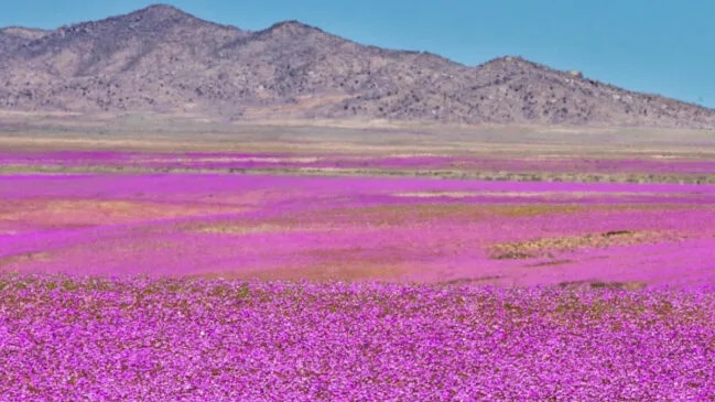 El Niño transforma o Deserto do Atacama em um jardim gigante com mais de 200 espécies de flores