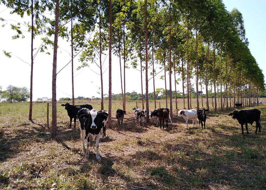 ESPECIE DE ARVORE NATIVA