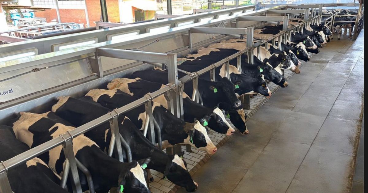 Fazenda do “Rei do Leite” mais que dobra produção e chega a 102 mil litros por dia