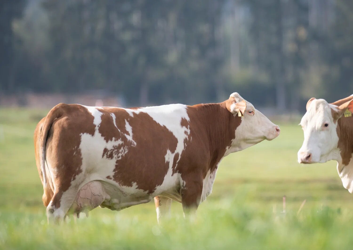 Vacas alemãs revelam DNA surpreendente no leite e intrigam pesquisadores