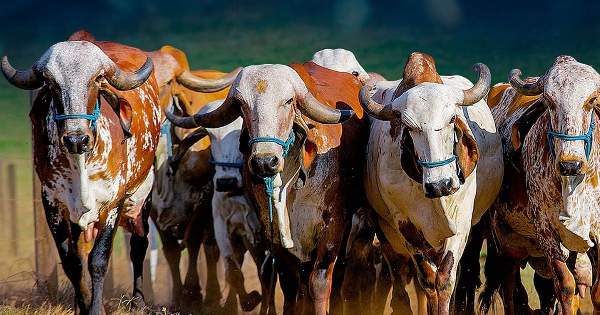 Gir Leiteiro - Fazendas do Basajpg