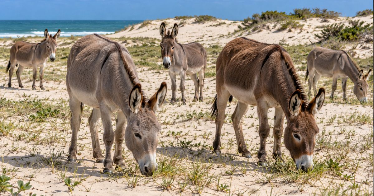 ICMBio avalia castração de jumentos em Jericoacoara; pelo menos 600 vivem no parque