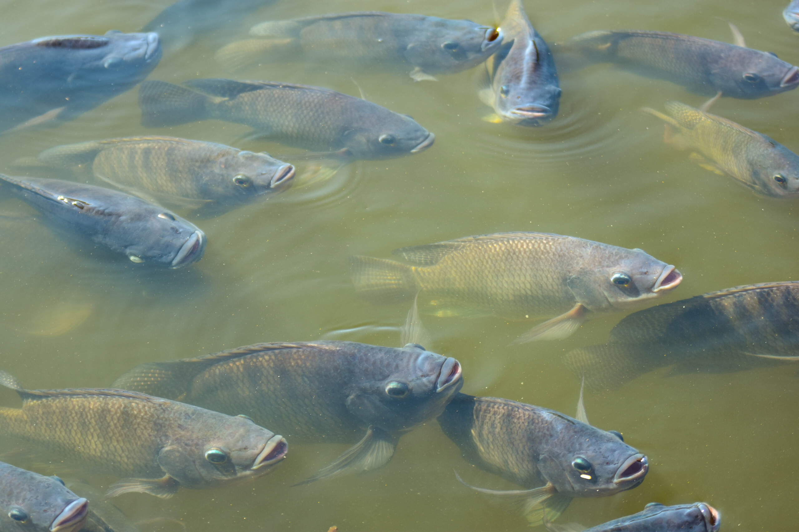 Economia na qualidade da ração compromete desempenho produtivo dos peixes