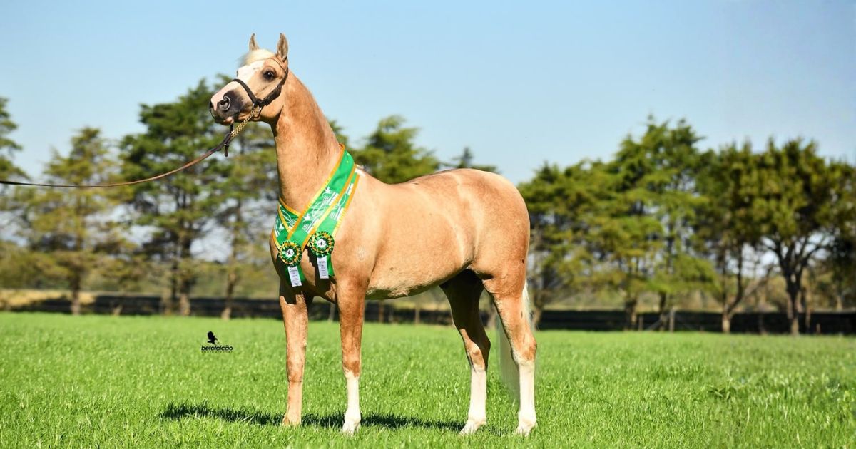 Rancho Alegria faz história na Copa do Mundo do Mangalarga