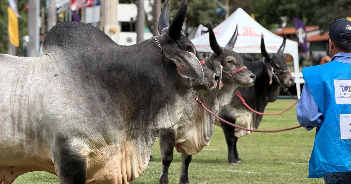 Nacional do Guzerá destaca evolução da raça e anuncia vencedores