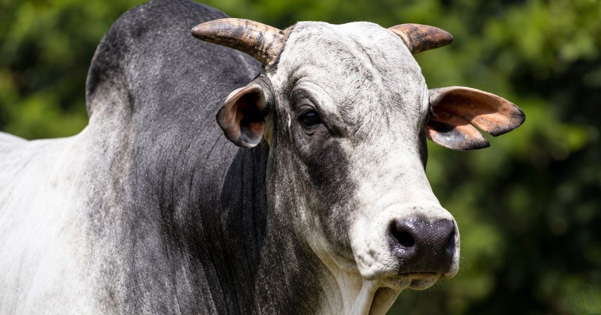 Quanto ganha o dono de um touro Nelore com a venda de sêmen em uma central de inseminação